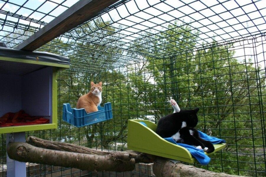 Rover en Nora op de klimboom