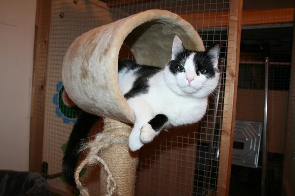 Logeetjes, foto 6